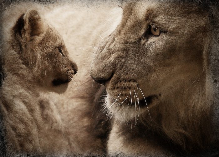 Ett lejon med sin lilla unge.