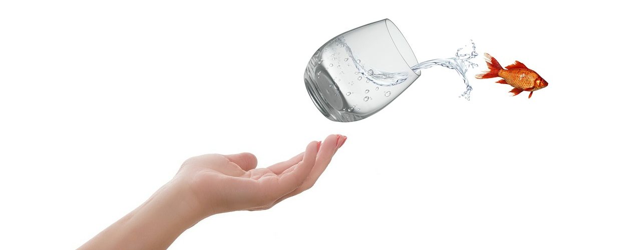 Guldfisk som kastar sig ur vattenglas.